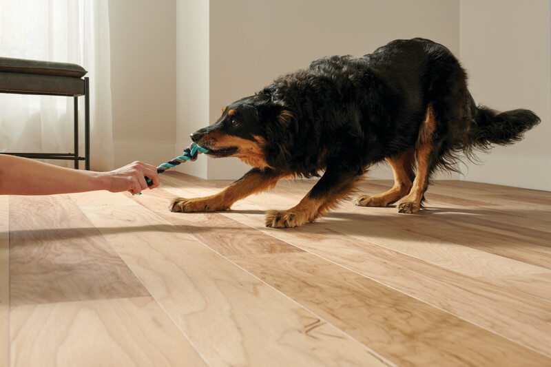 Dog pulling on a toy to show the scratch resistance of hardened wood flooring
