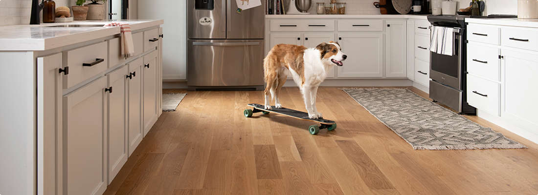 Dog on a skateboard in a kitchen with hardwood floors to demonstrate scratch resistance